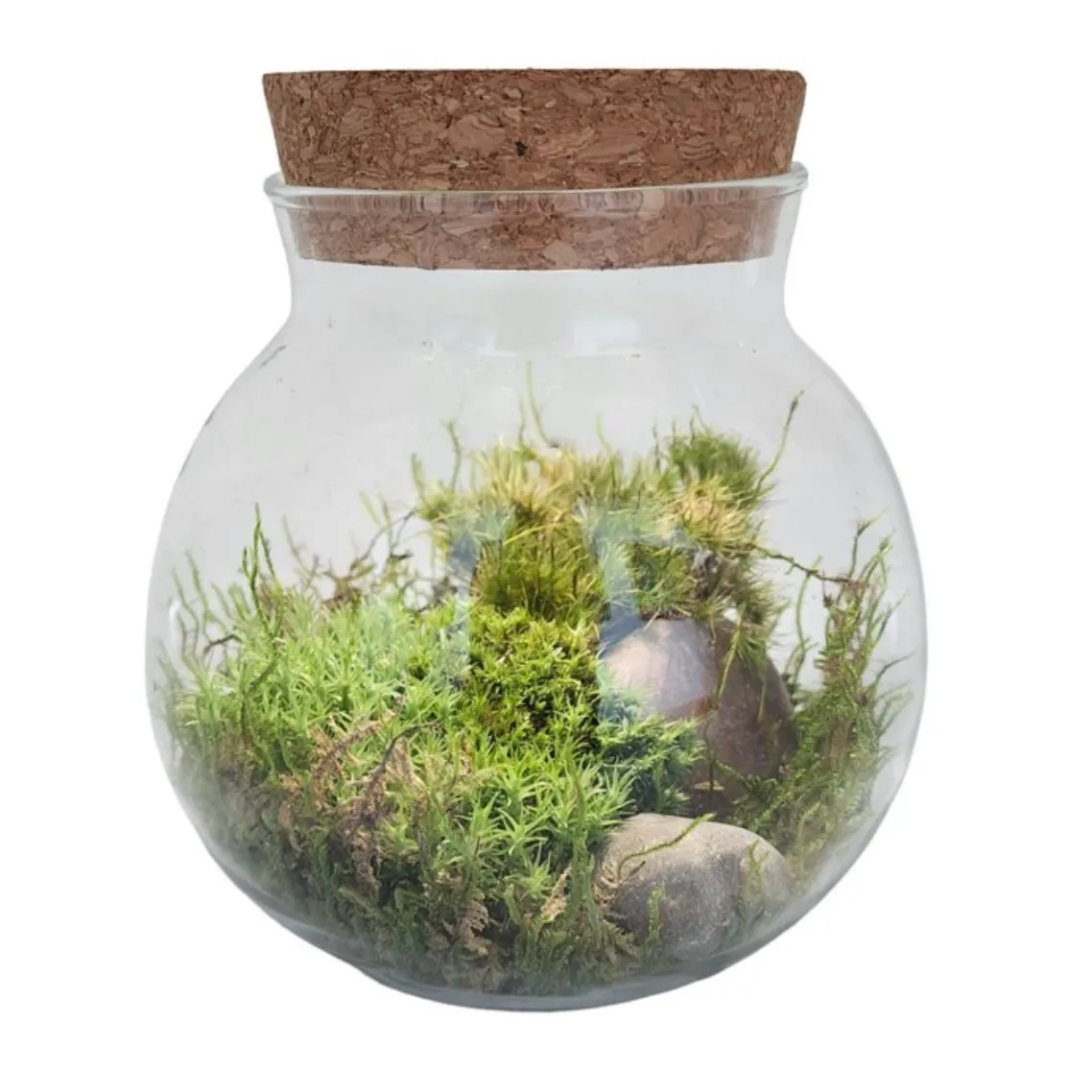 Moss Bowl